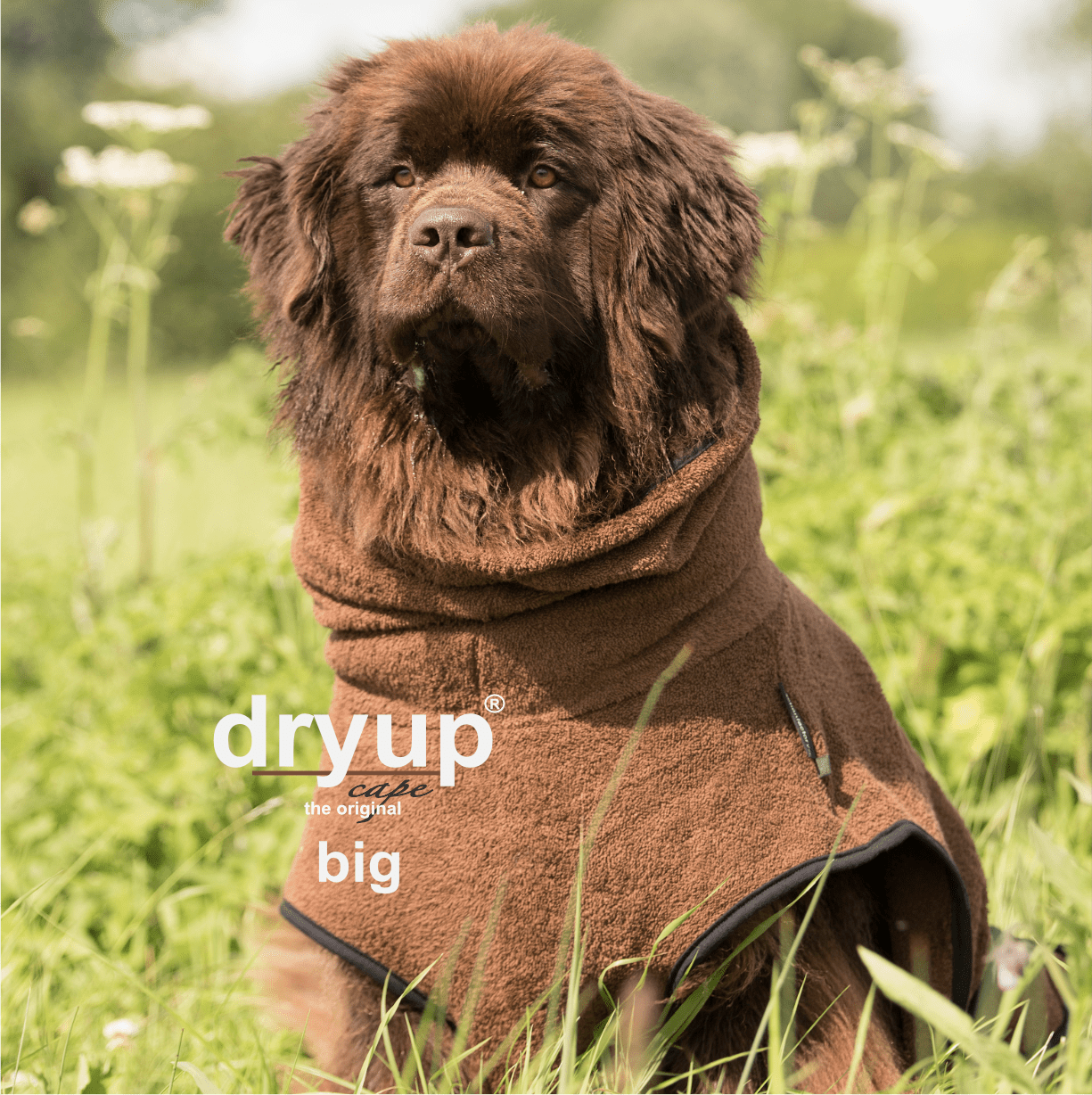 Dryup cape Big Brown