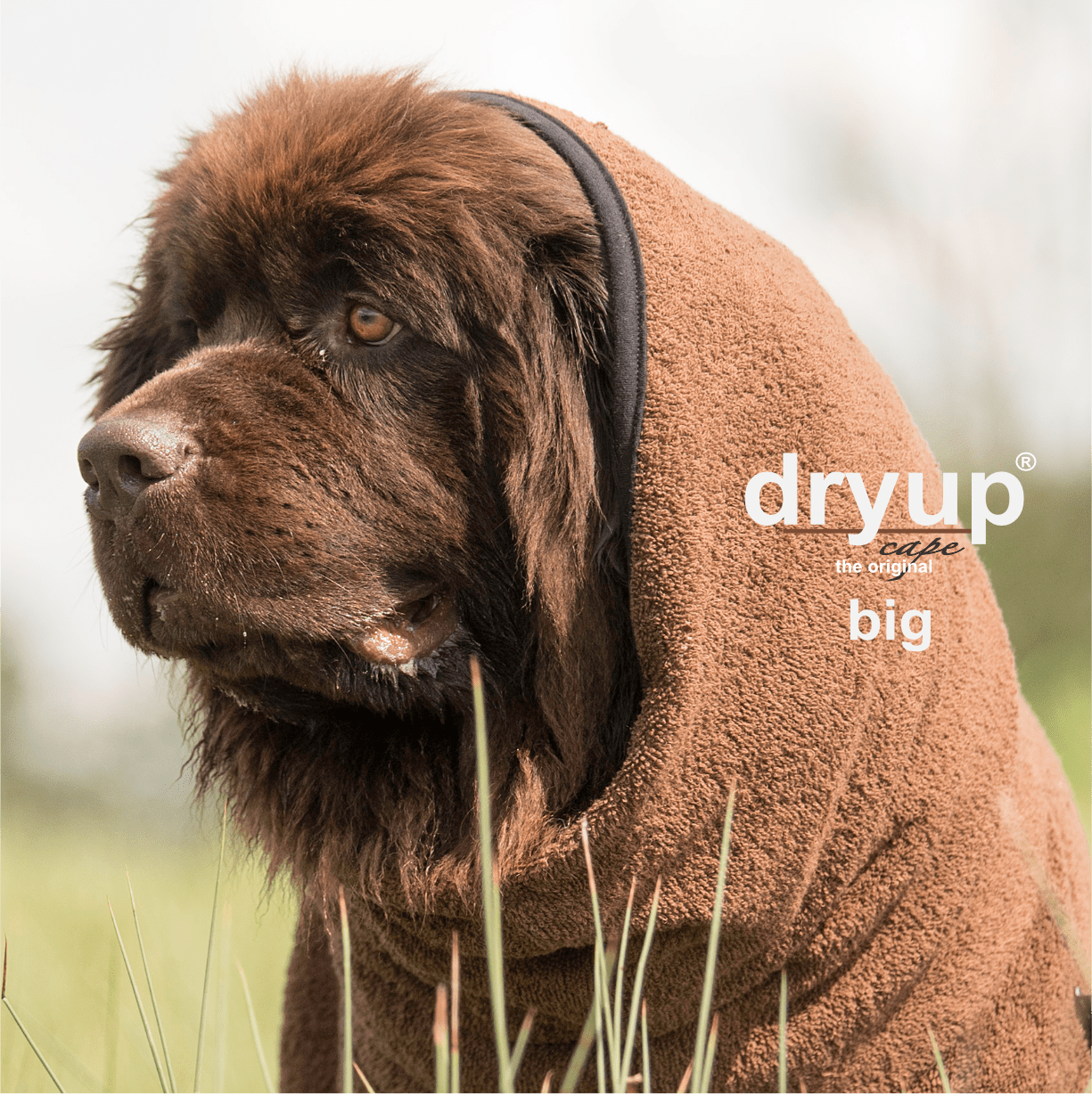 Dryup cape Big Brown - Image 3