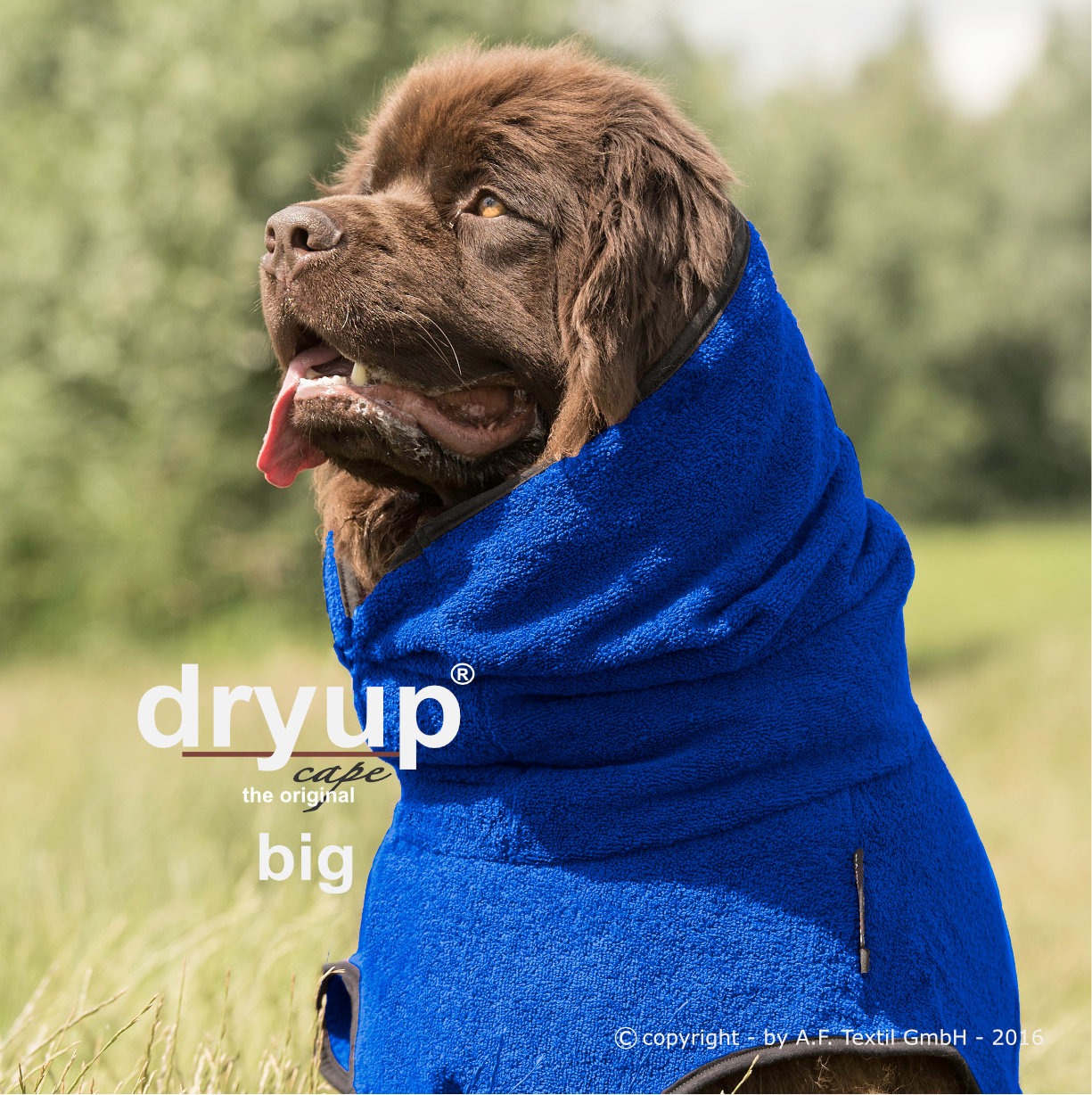 Dryup cape Big Blueberry
