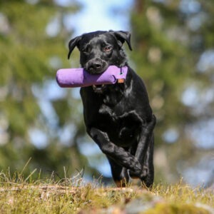Firedog tuotteet