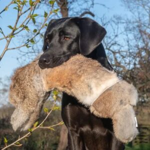 Sporting Saint BG Rabbit By Ben Randall