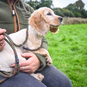 Sporting Saint Gundog Slip Lead 120cm